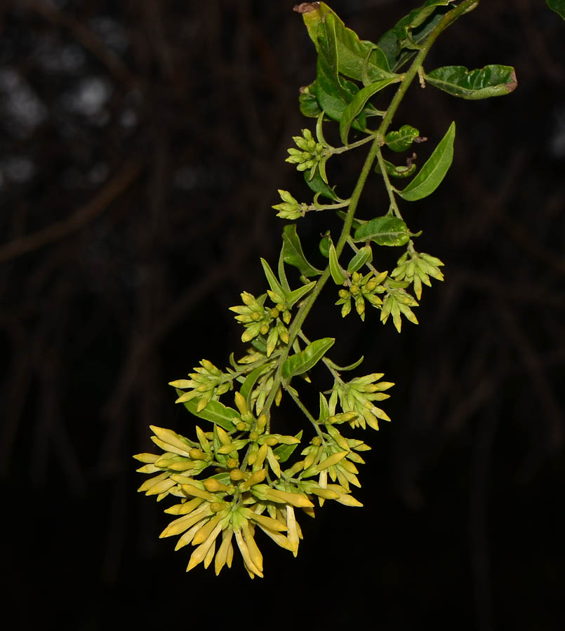 Image of Cestrum nocturnum specimen.