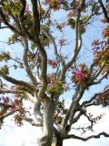 Смотреть изображение Lagerstroemia indica