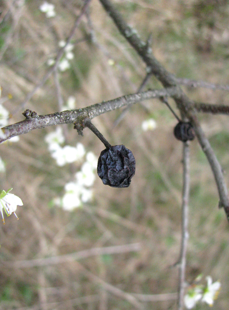 Image of Prunus spinosa specimen.