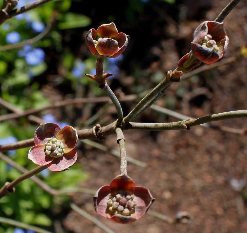 Image of Cynoxylon florida var. rubrum specimen.