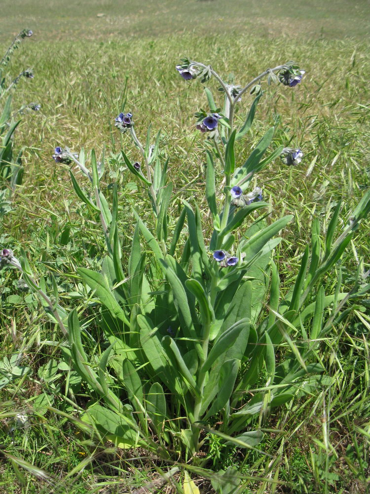 Изображение особи Cynoglossum creticum.