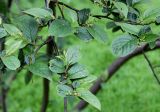 Cotoneaster bullatus