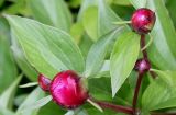 Paeonia officinalis. Бутоны и листья. Германия, г. Krefeld, Ботанический сад. 02.06.2013.