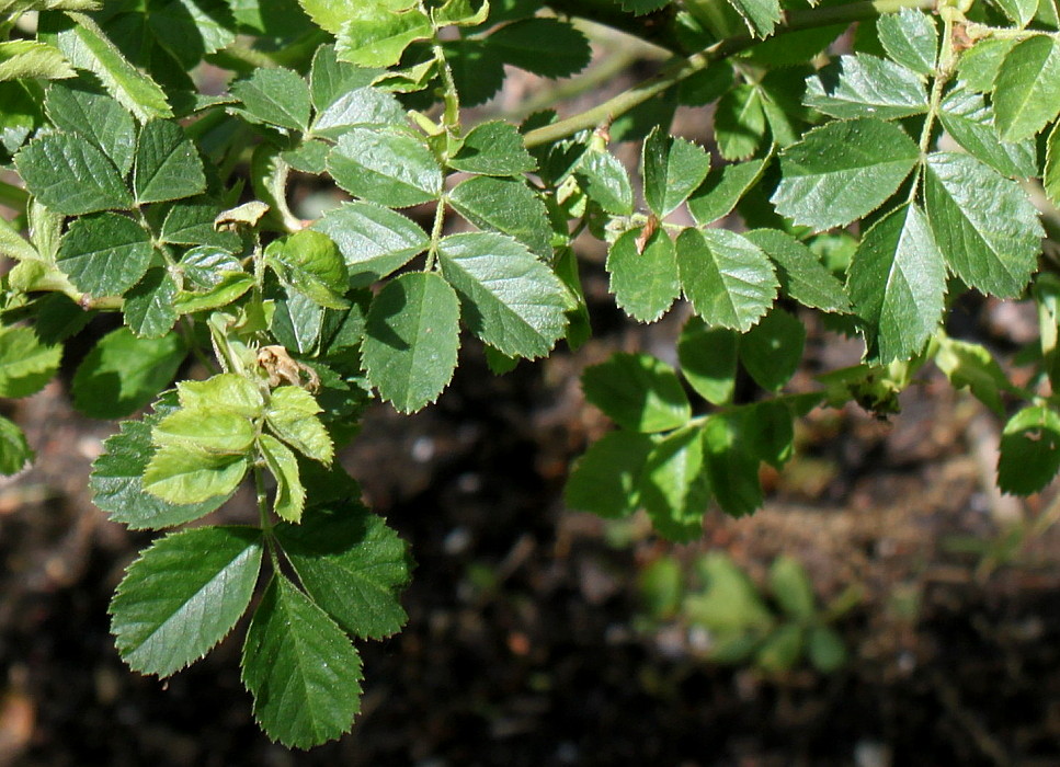 Image of Rosa rubiginosa specimen.