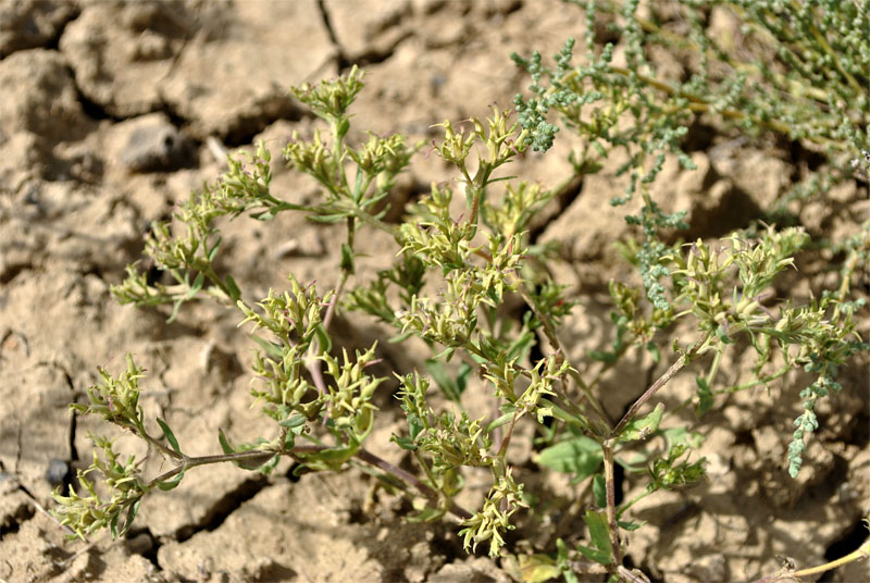 Изображение особи Valerianella sclerocarpa.