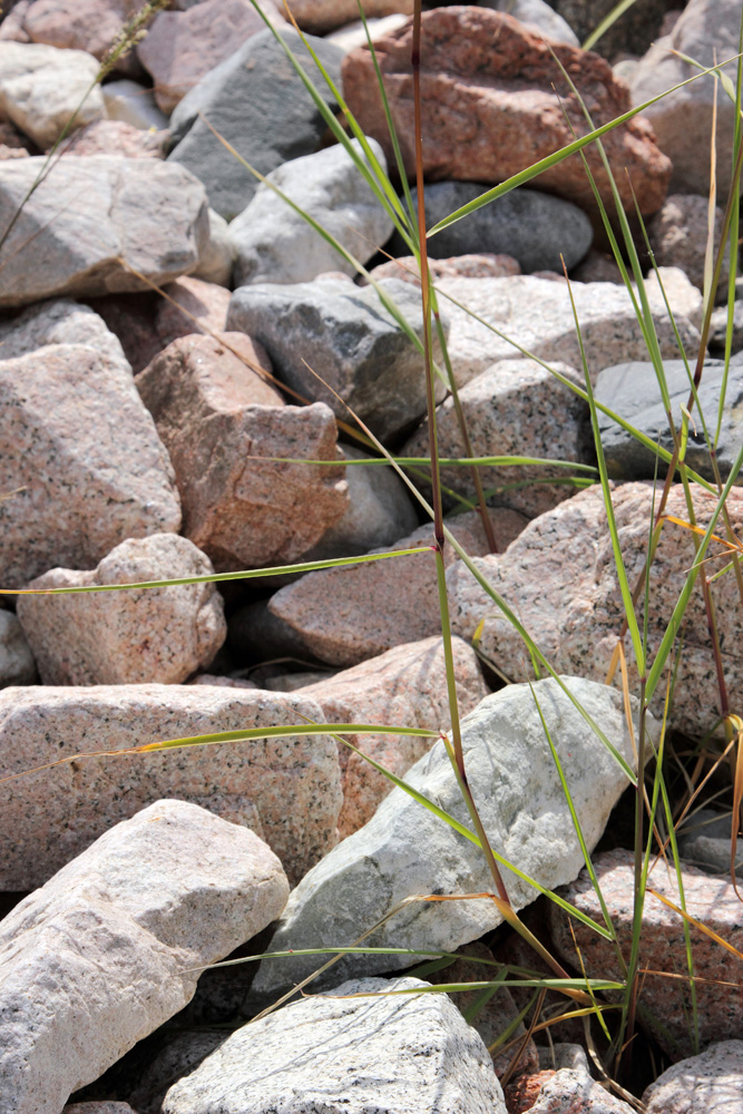 Image of Calamagrostis pseudophragmites specimen.