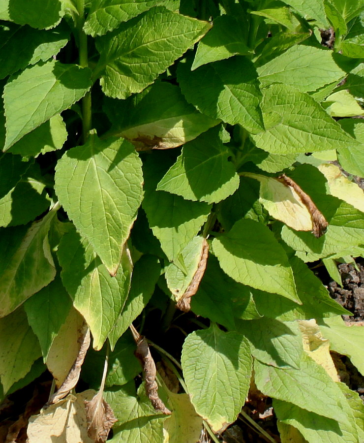 Изображение особи Campanula latifolia.