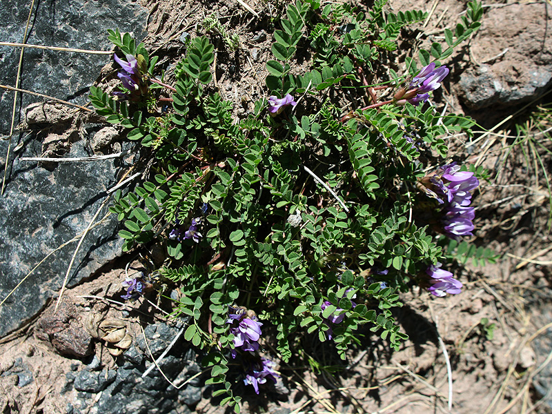 Image of Astragalus oreades specimen.