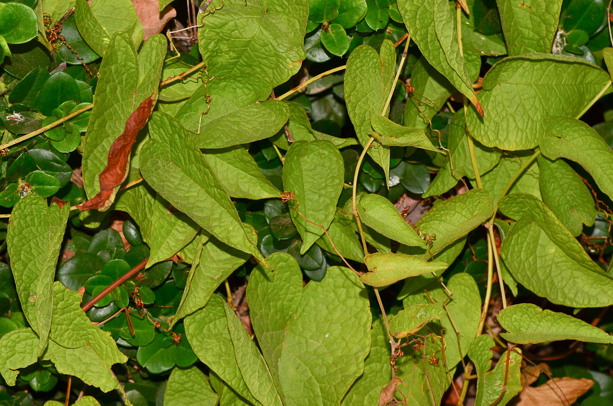 Image of Antigonon leptopus specimen.