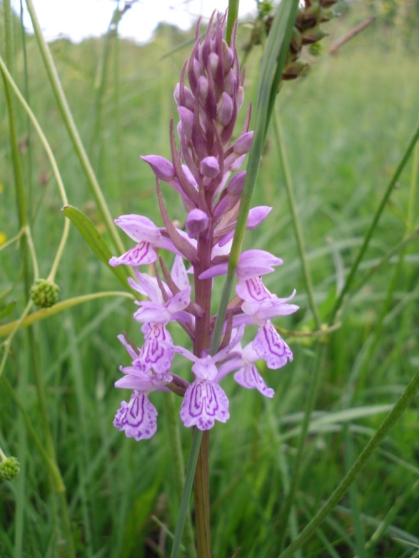 Изображение особи Dactylorhiza maculata.