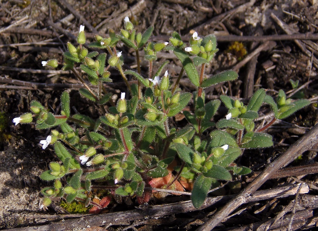 Image of Cerastium pseudobulgaricum specimen.