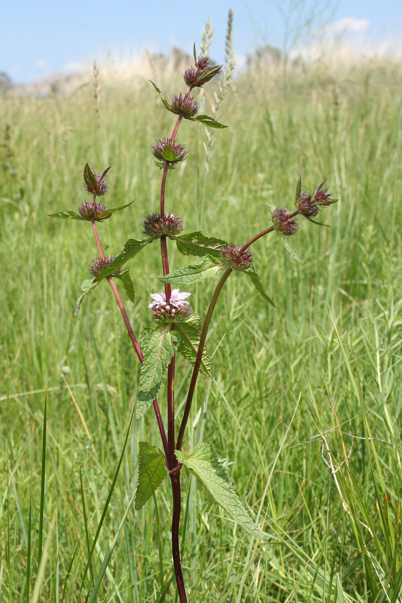 Image of Phlomoides tuberosa specimen.