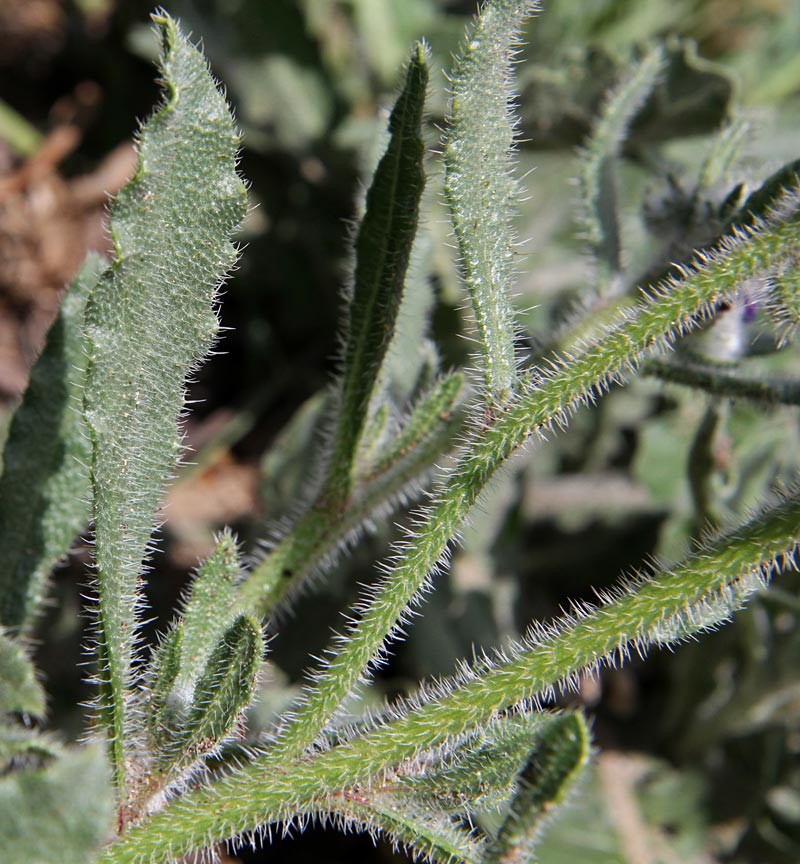 Image of Hormuzakia aggregata specimen.