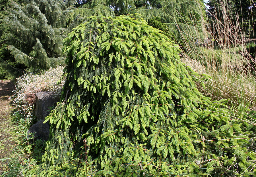 Image of Picea abies specimen.