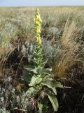 Verbascum phlomoides