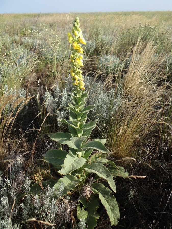 Изображение особи Verbascum phlomoides.