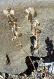 Fibigia clypeata. Плодоносящие растения. Южный берег Крыма, окр. Алушты, склон приморского холма. 22 августа 2013 г.
