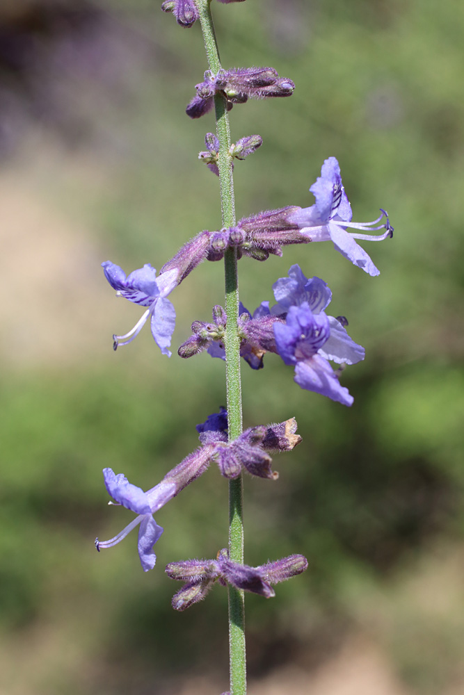 Изображение особи Perovskia angustifolia.