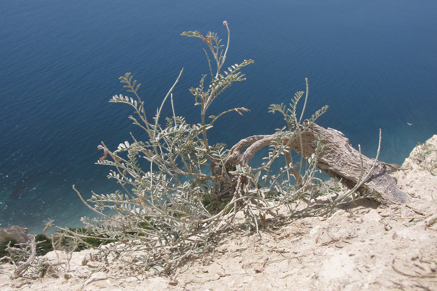 Image of Hedysarum tauricum specimen.