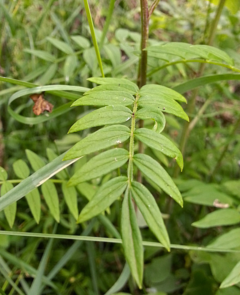 Image of Polemonium caeruleum specimen.