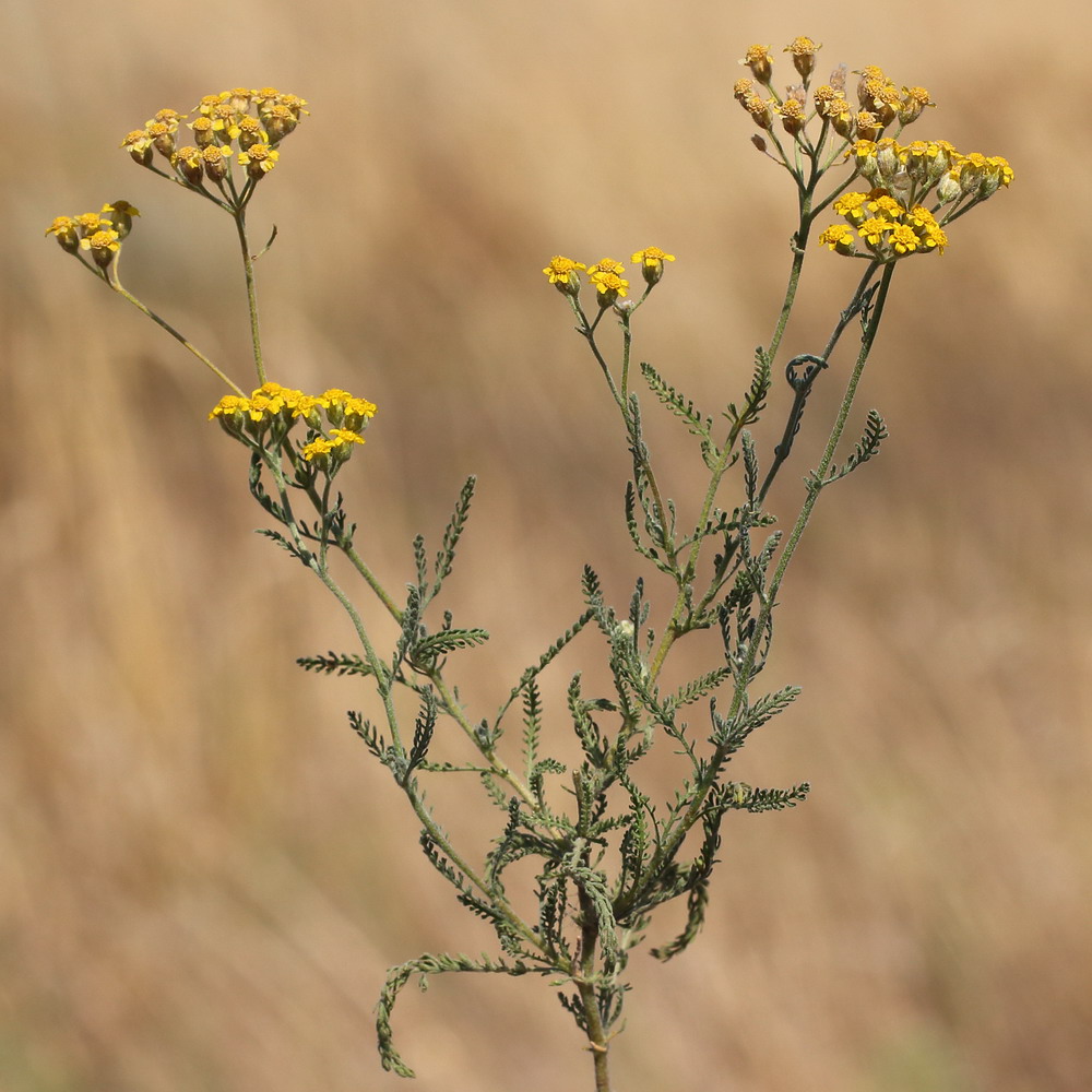 Image of Achillea leptophylla specimen.