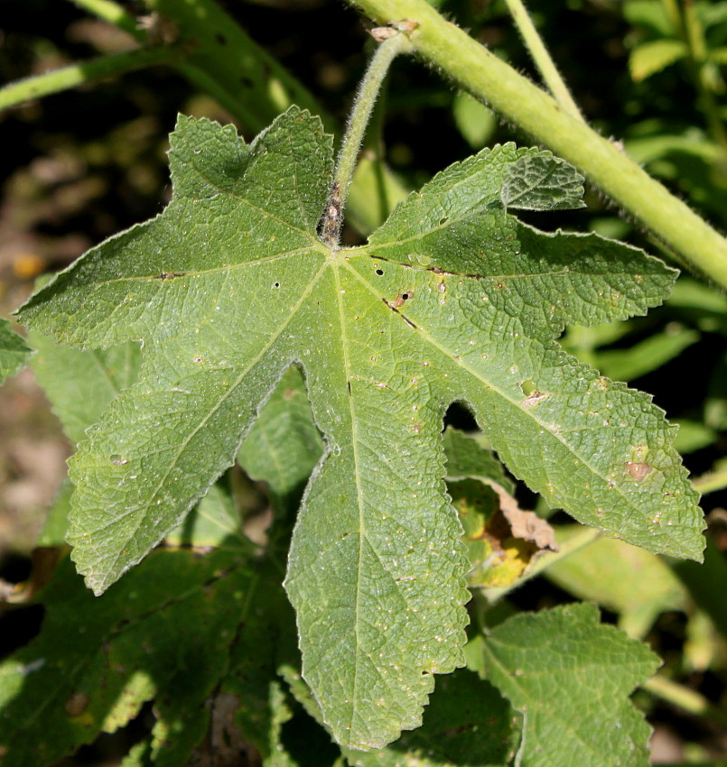 Image of Alcea rosea specimen.