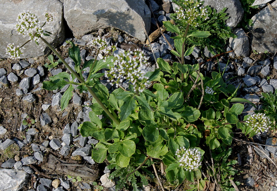 Image of Valeriana tripteris specimen.