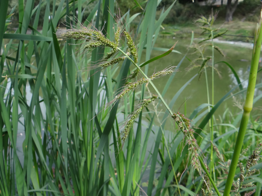 Изображение особи Echinochloa crus-galli.