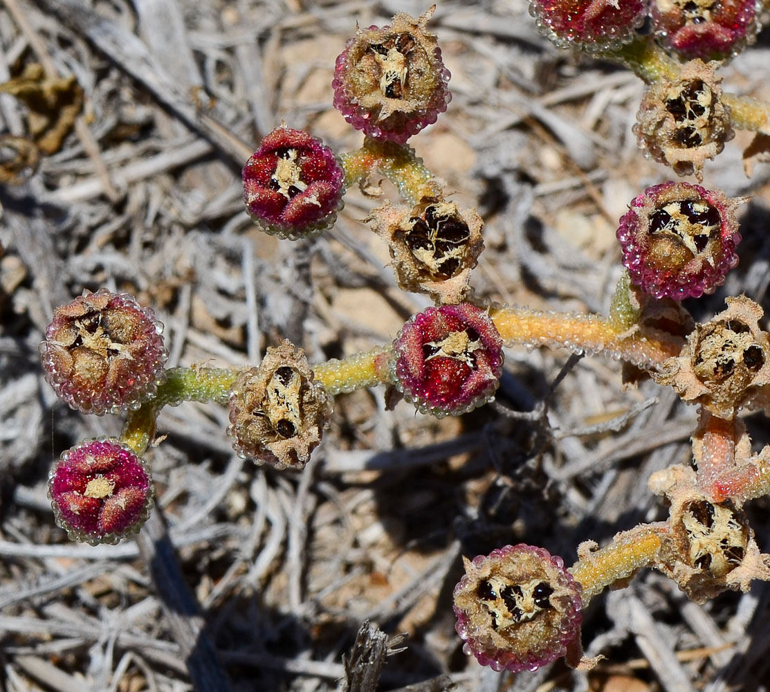 Image of Mesembryanthemum crystallinum specimen.