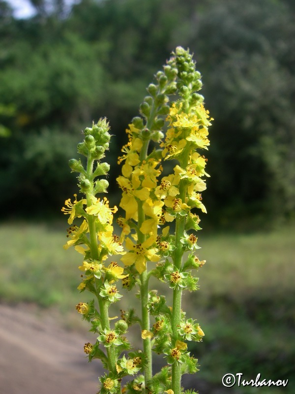 Изображение особи Agrimonia eupatoria ssp. grandis.