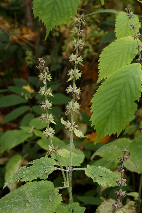 Image of Stachys sylvatica specimen.