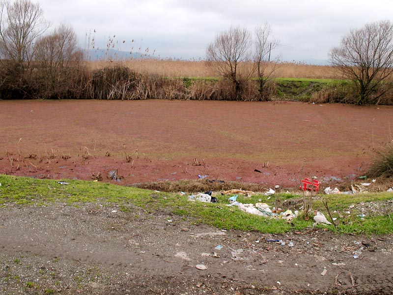 Image of Azolla filiculoides specimen.