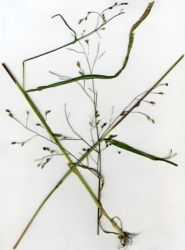 Image of Panicum miliaceum ssp. ruderale specimen.