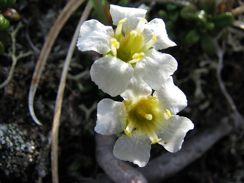 Image of Diapensia obovata specimen.