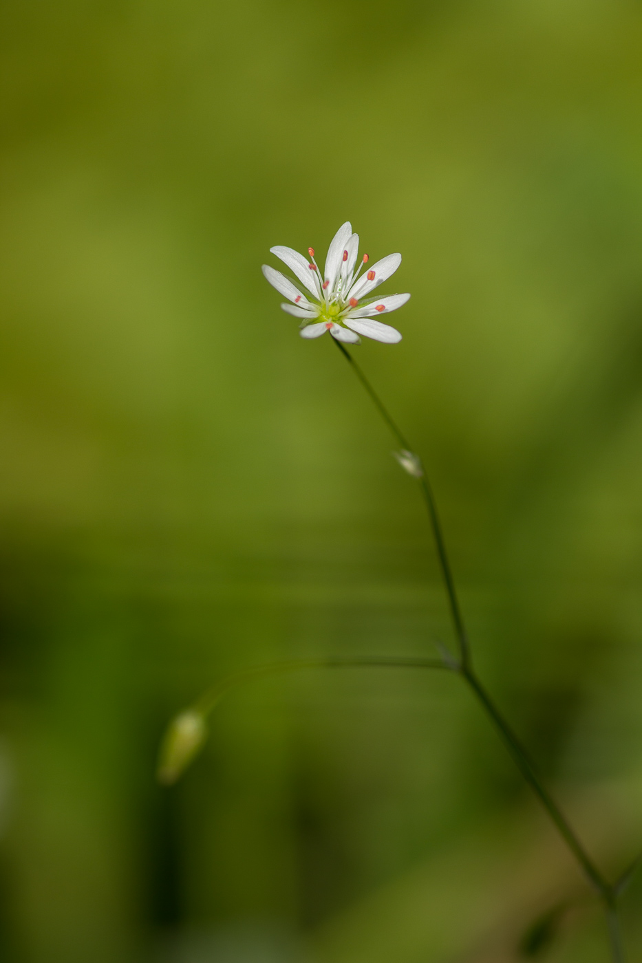 Изображение особи Stellaria graminea.