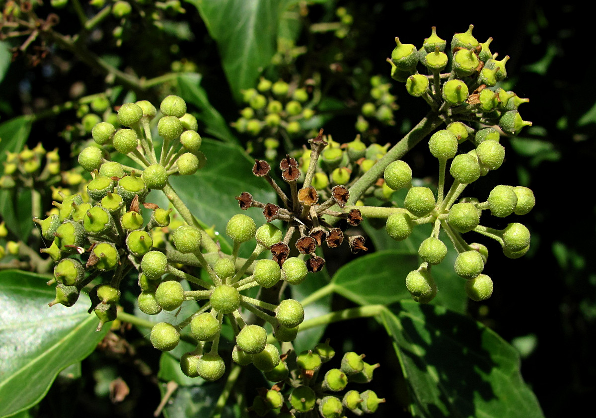 Image of Hedera helix specimen.