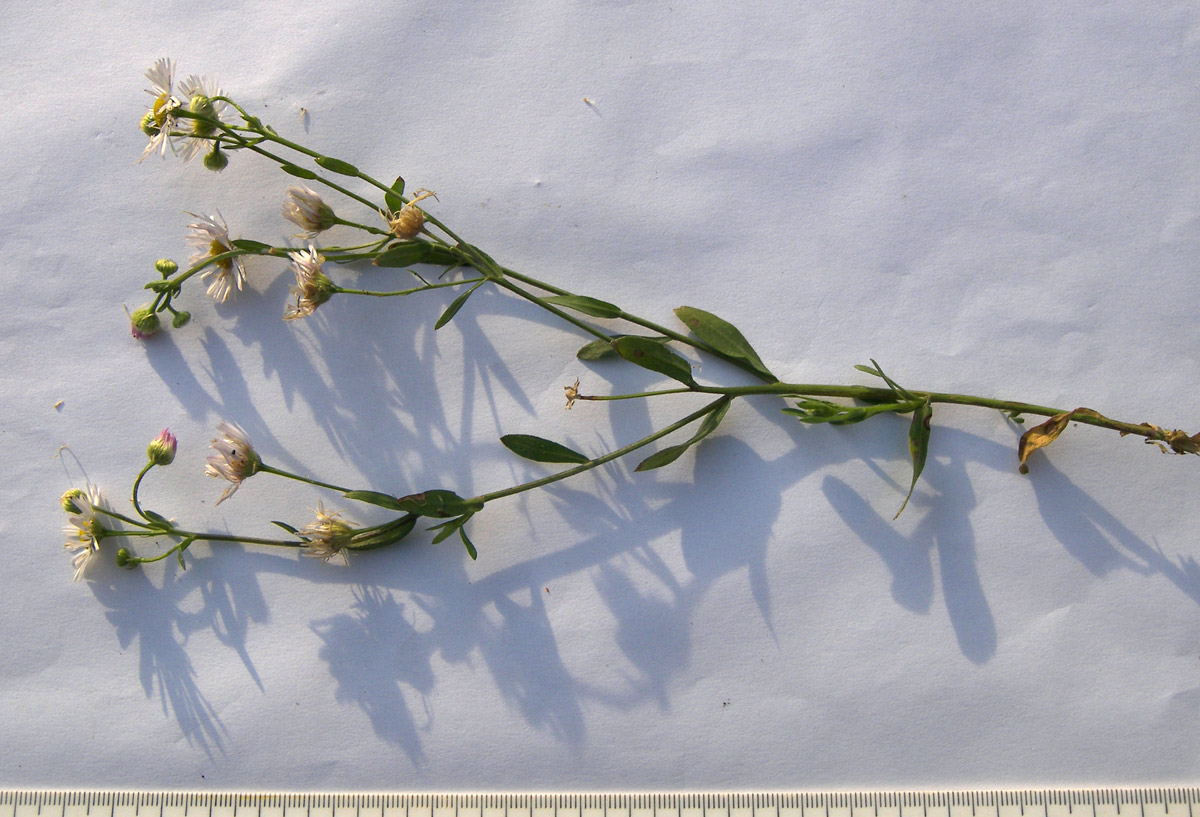 Image of Erigeron annuus specimen.