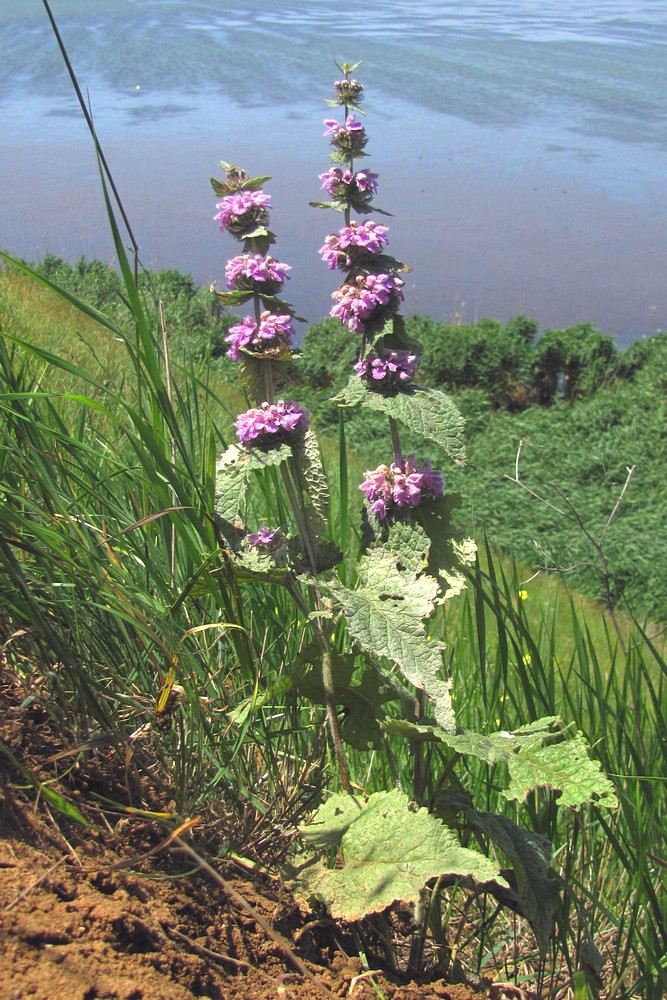 Image of Phlomoides hybrida specimen.