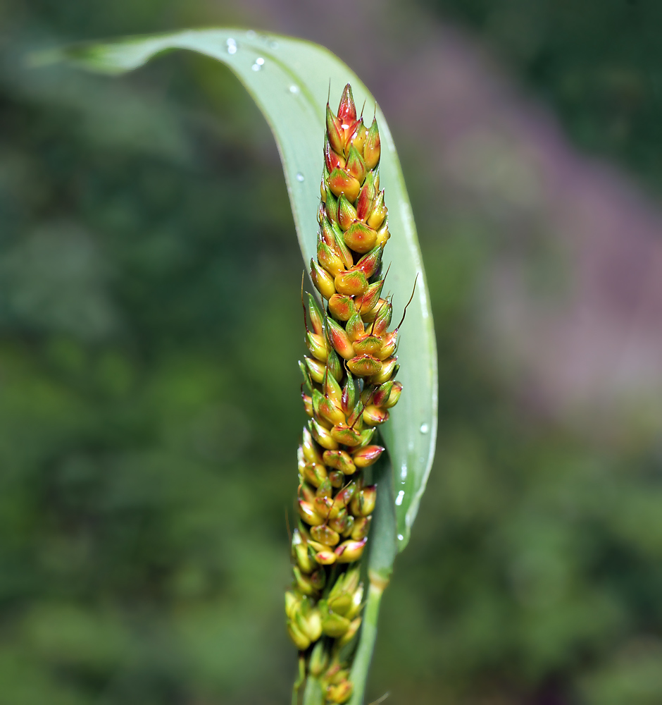 Изображение особи Sorghum bicolor.