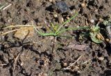 Taxodium distichum