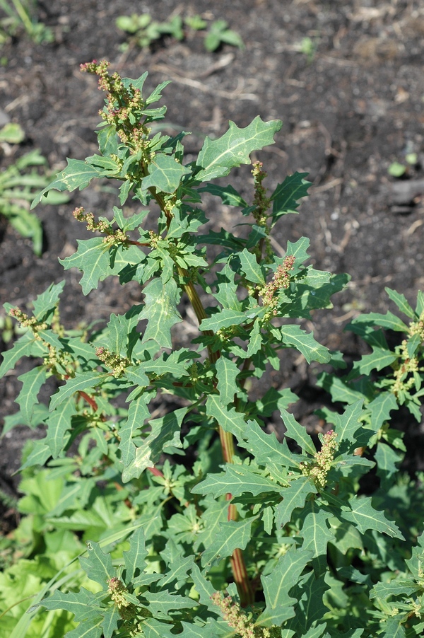 Image of Oxybasis glauca specimen.