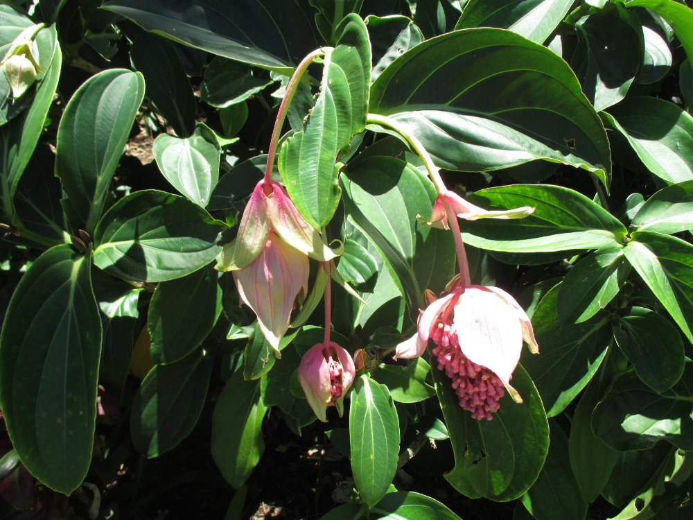 Изображение особи Medinilla magnifica.