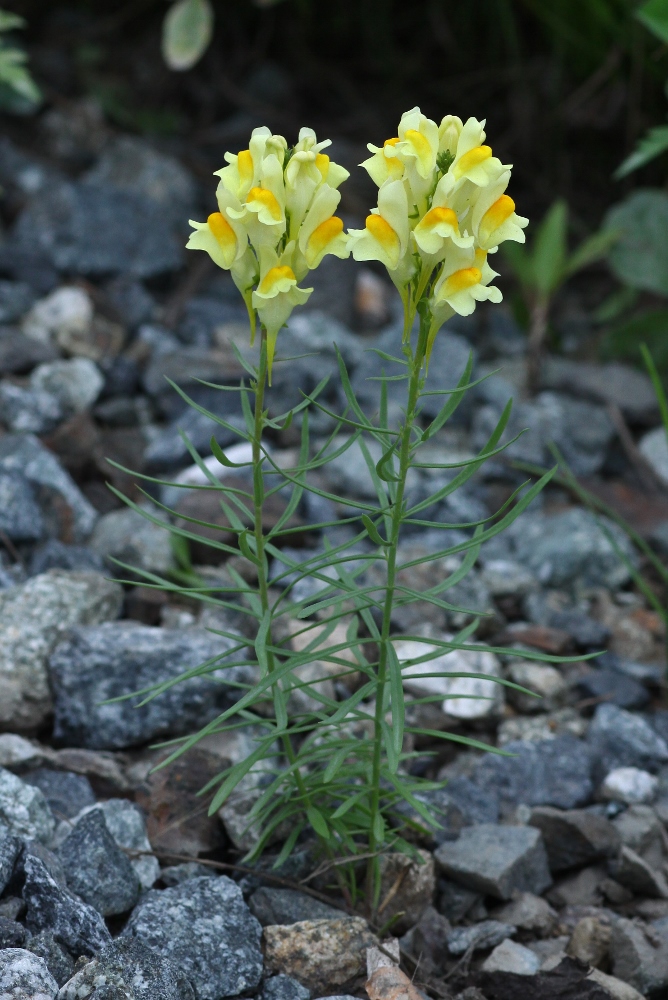 Image of Linaria vulgaris specimen.