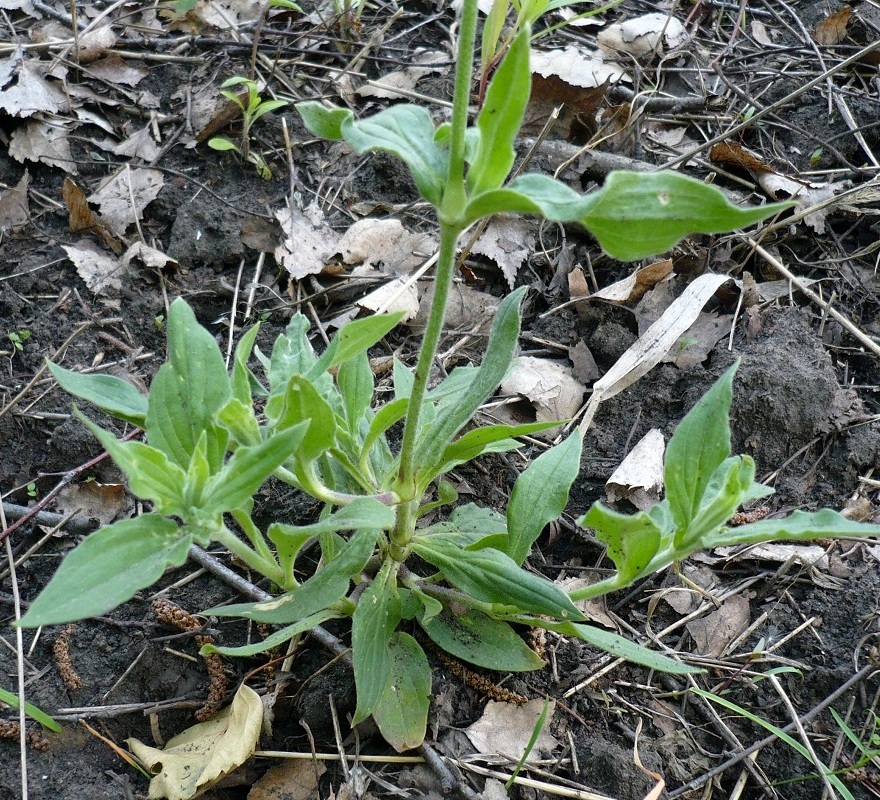 Image of Melandrium album specimen.