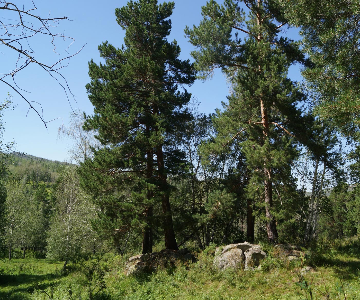 Изображение особи Pinus sylvestris.