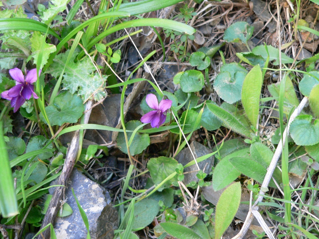 Image of genus Viola specimen.