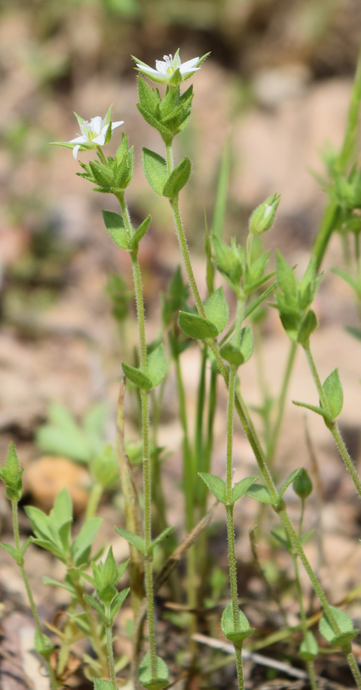 Изображение особи Arenaria serpyllifolia.