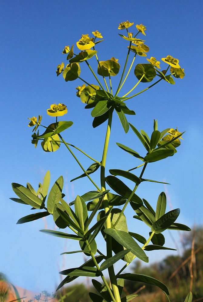 Изображение особи Euphorbia iberica.