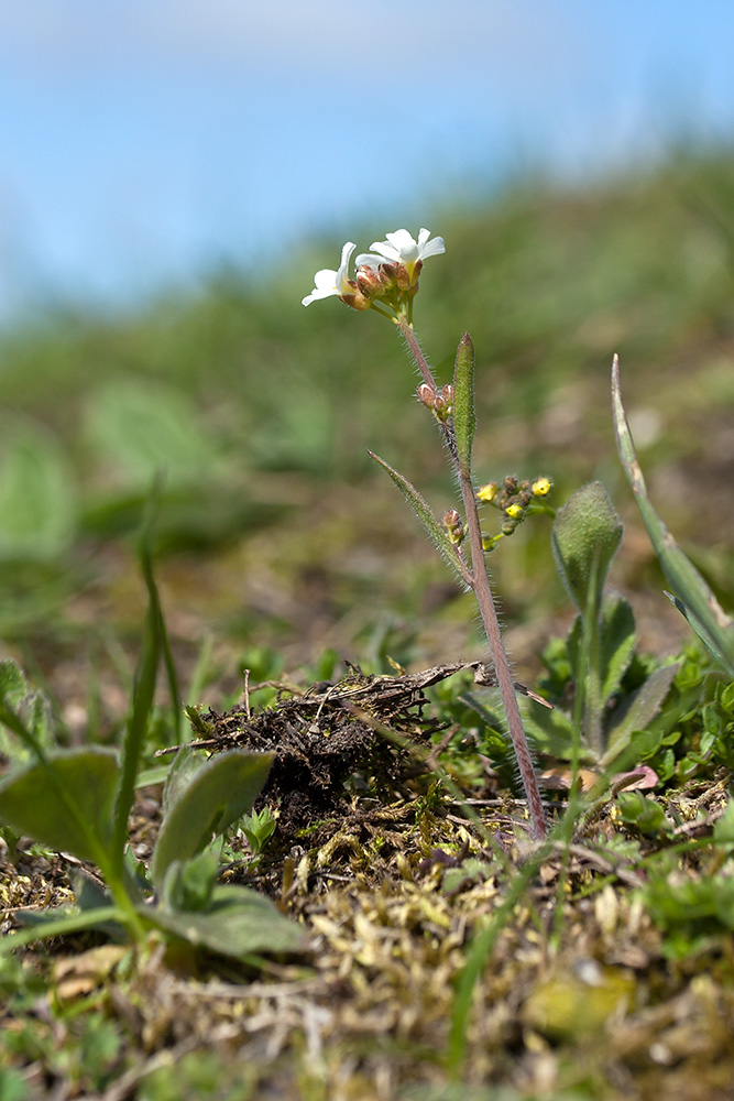 Image of Arabidopsis arenosa specimen.