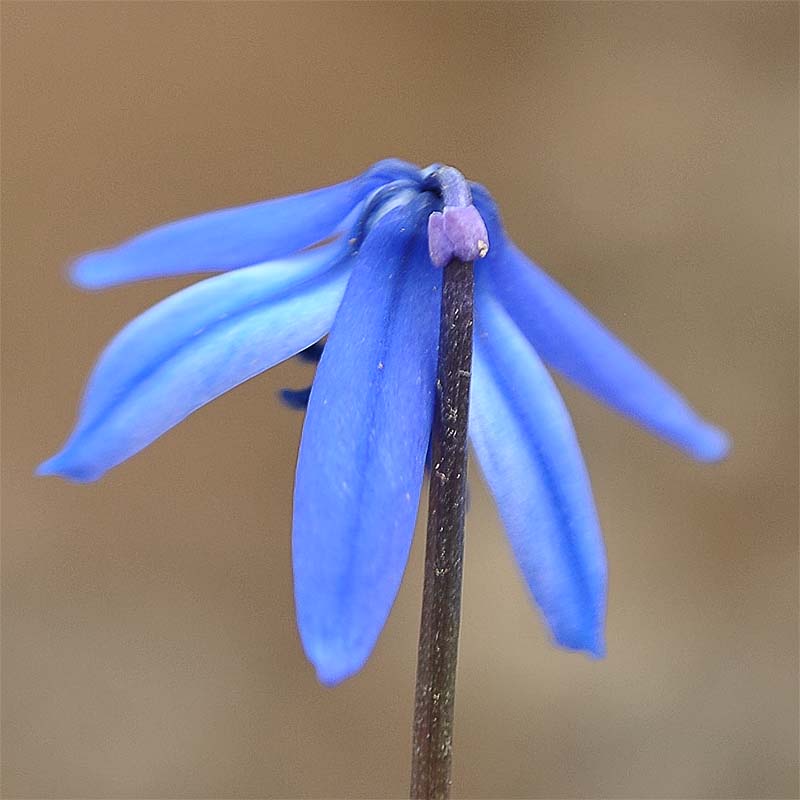 Image of Scilla armena specimen.